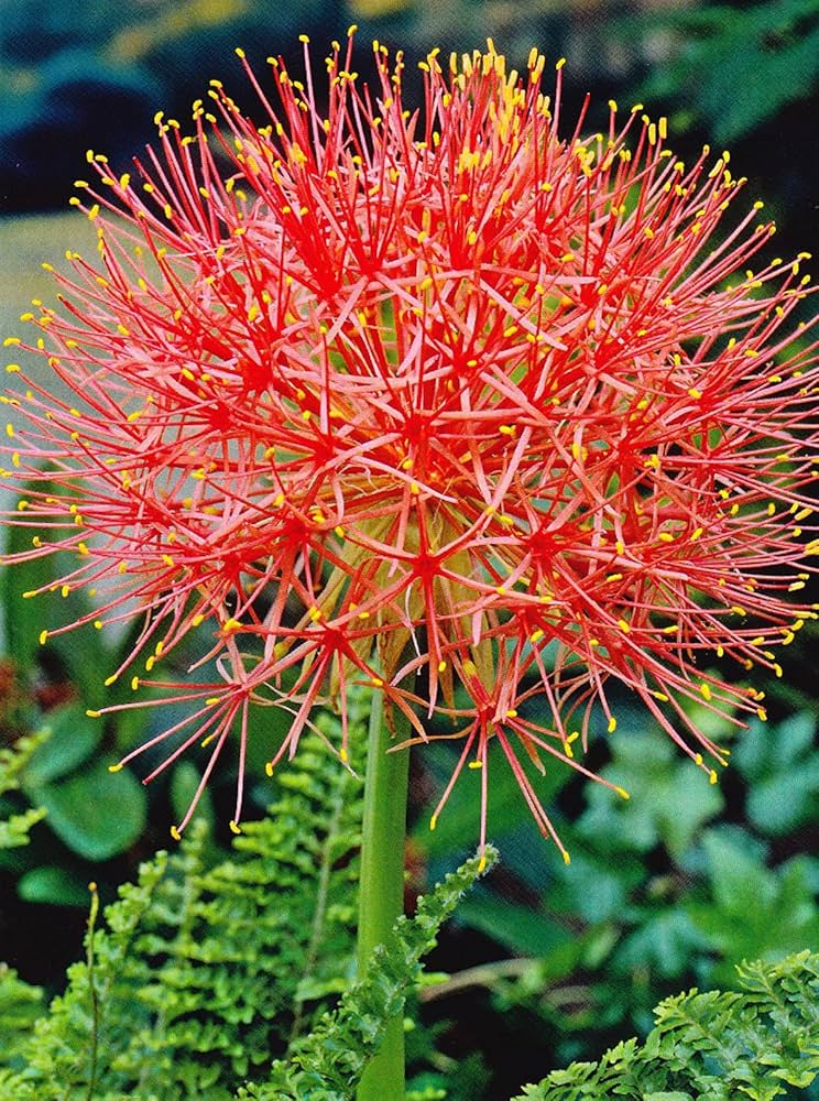 3 Scadoxus Multiflorus Brilliant Red Fireball Lily Starry